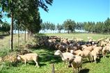 Caprinos e ovinos serão estudados na Bahia