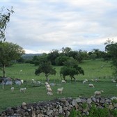 Fazenda dos Pimenteis / Pinhero Machado