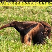 A foto fala por si ...  M�e e filho se misturam em uma �nica paisagem de fim de tarde na Fazenda Pontezinha
