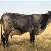   irm�os Rossi, Ara�atuba SP animal filha do METEORO DE BRASILIA 2� cria   pruduzindo 32lts dia. 