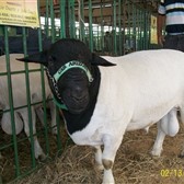 FENCAPRI 2010 - Feira de Neg�cios da Caprinovinocultura, em Juazeiro-BA de 15 a 22 de Agosto de 2010.