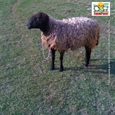 o melhor do suffolk est� aqui!
