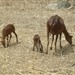 Animais na época da seca