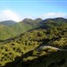 Sheep Mustering