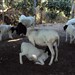 Ovelhas Somalis Brasileira e seus cordeiros