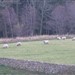 Ovinocultura na região de Wooler, Northumberland National Park, Reino Unido