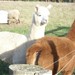 Llamas na estação experimental do Nescot College, Londres