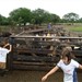 Férias da escola, aprendendo na fazenda.