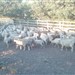 Ovelhas encarneiradas com carneiro Ille de France.