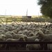 Ovelhas I na espera para serem dosificadas
