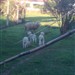 ovelha com tres filhotes