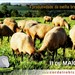 III Dia de Campo: a produtividade da ovelha brasileira