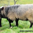 Foto: www.romanovsheep.cz - Jovem reprodutor Romanov exportado p/ a Hungria. 