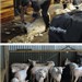 Tosquia ovelhas pré parto em fazenda na Nova Zelândia durante meu estágio 