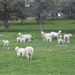 Lote de ovelhas F1 Romanov e White Dorper recem paridas