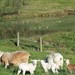 Easycare sheep - raça formada nos USA