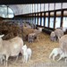 2 ovelhas deslavadas Easycare (50% Romanov) recem parida de trigêmeos.