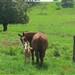 Egua parida cuidando da cria