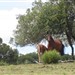 Égua com cria ao pé  Perau da Águia 27 