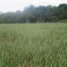 Pastagem de "Capim Sudão", destinadas para a terminação dos cordeiros da Fazenda. 