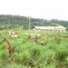 Cabras em lactação em piquetes de Tanzania e Mombaça