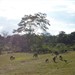 Ovelhas e borregos no solário ao final da tarde