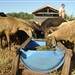 Ovelhas sendo suplementadas com silagem e ração concentrada na época da seca