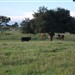 vacas de cria