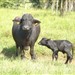 Búfala e seu bezerro recém nascido