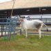 Vaca em trabalho de parto durante a expozebu