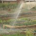 irrigação de horta