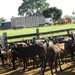 Transporte de ovinos magros para confinamento em Promissão-SP.