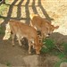 Filhos de Senior da central Semex