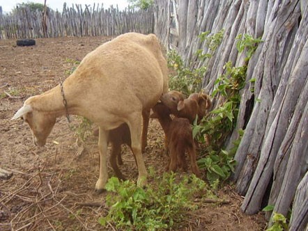 Ovelha Morada Nova produzindo em condições adversas no semiárido