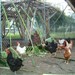 Gallinas criollas consumiendo Taro