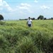 Pasto de Massai para ovinos - Fazenda Modelo - Embrapa Gado de Corte