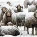 Ovelhas ficaram cobertas de neve na localidade de Olching, a oeste de Munique