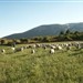 Região de Avezzano - AQ, onde a criação de ovinos é realizado da mesma forma a décadas, utilizando pastagens de parques nacionais.